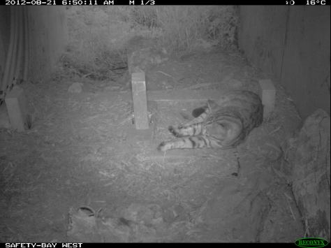 Turns out that my microchip readers make a comfy bed for feral cats.