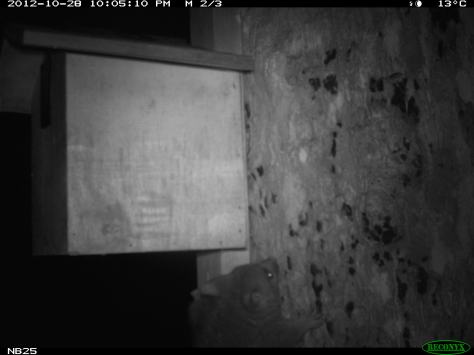 A young brushtail possum checks out one of the nestboxes for brush-tailed phascogales