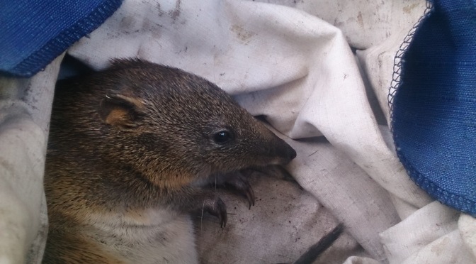 Trapping Update: The Spectacles and Jandakot Regional Park