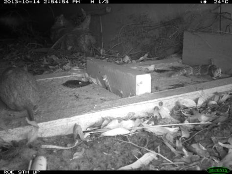 A quenda and a western bobtail sharing use of a fauna underpass at Roe Highway in Leeming