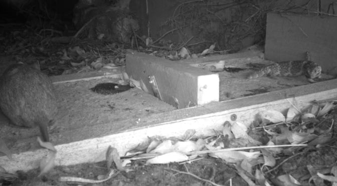 Paper: Factors affecting underpass use by bandicoots and bobtails